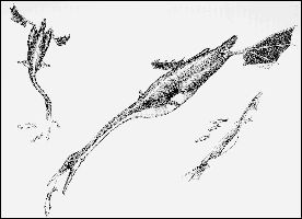 MartinTate76a.jpg (10847 bytes)