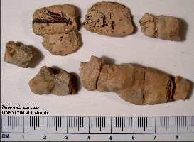 UNSM20030Colonitea.jpg (15482 bytes)