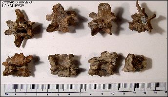 UNSM20030Vertebraea.jpg (21667 bytes)