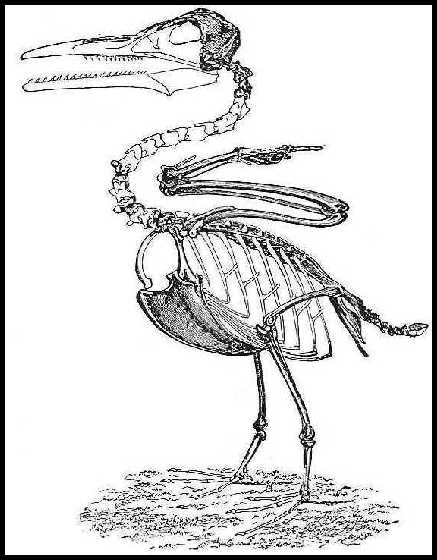 the bird with teeth