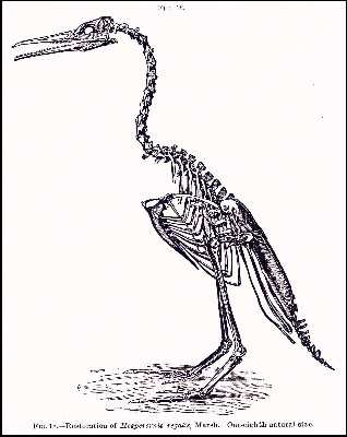 marhesa.jpg (17484 bytes)