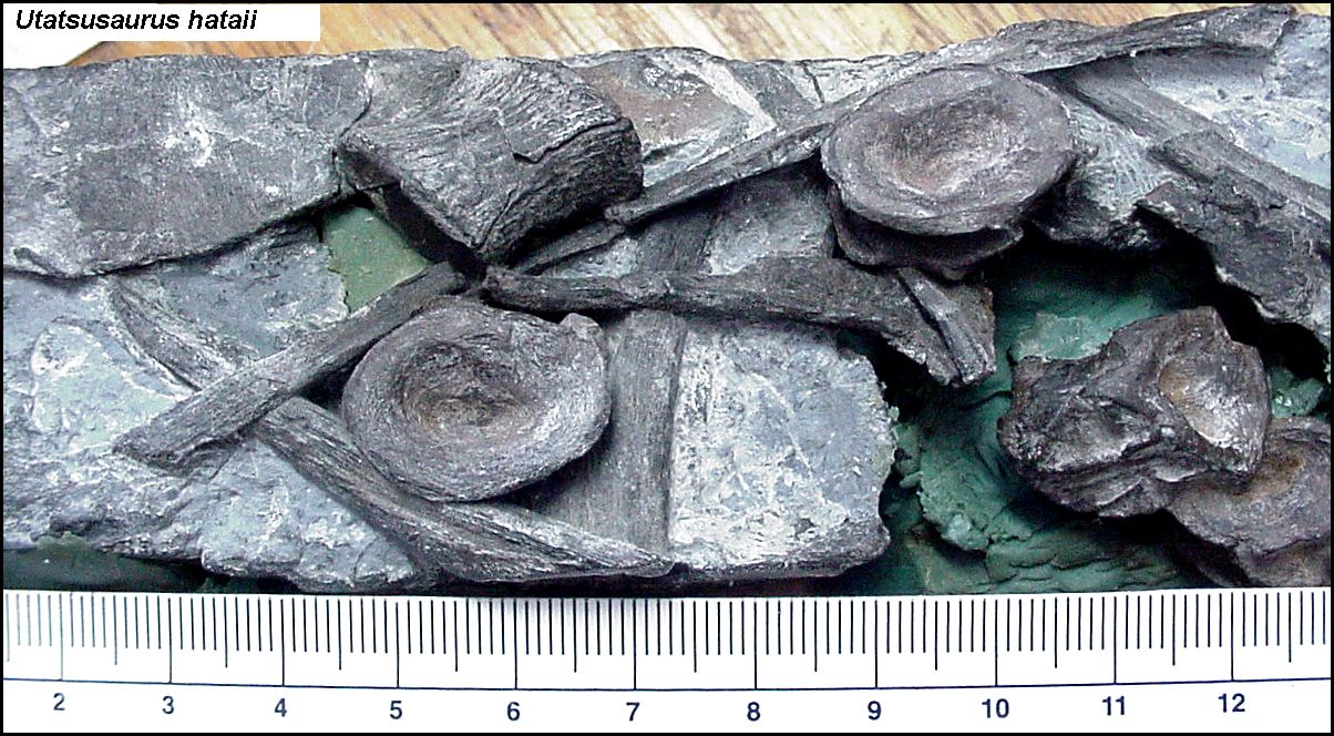 Utatsusaurus JungleKey.fr Wiki