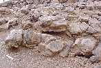 shoni08a.jpg (5207 bytes)