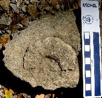 Calycoceras-a.jpg (21034 bytes)