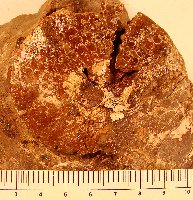 Engonoceras-a.jpg (20570 bytes)