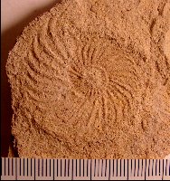 PfeiferAmmonite-a.jpg (17859 bytes)