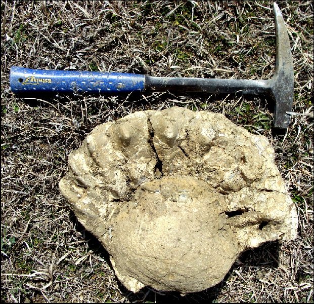 Prionotropis02b.jpg (218433 bytes)