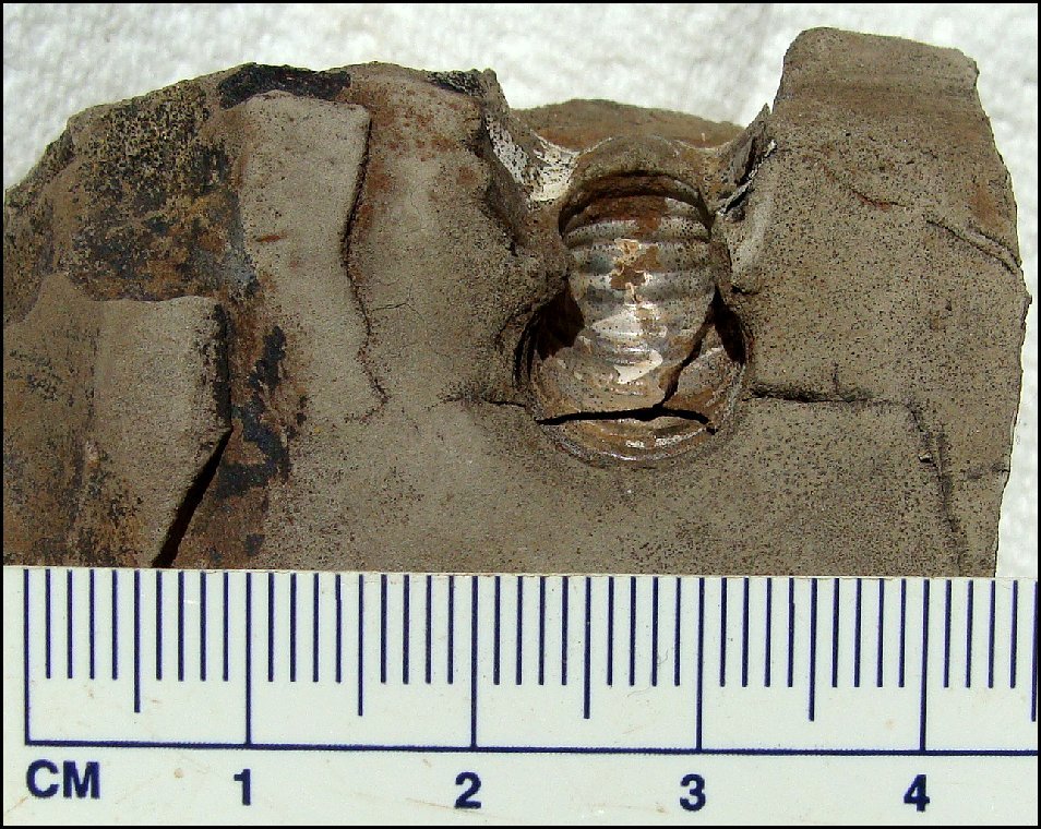 Jewelry stores columbus ohio Rimewot