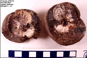 Scaphites_carlilensis-1a.jpg (23350 bytes)