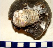 Scaphites_carlilensis-2a.jpg (16947 bytes)