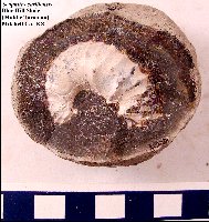Scaphites_carlilensis-3a.jpg (16160 bytes)