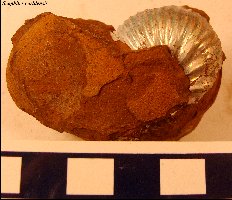 Scaphites_carlilensis-4a.jpg (15112 bytes)