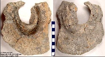 Durania1a.jpg (31228 bytes)
