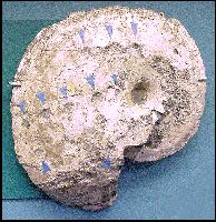 ammonitb.jpg (16142 bytes)