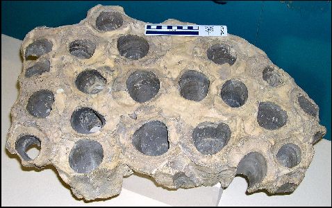 duraniaa.jpg (18062 bytes)
