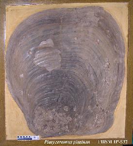 ip-532b.jpg (3071 bytes)