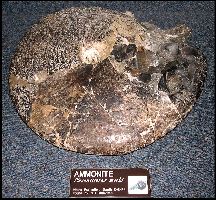 un-ammoa.jpg (21686 bytes)