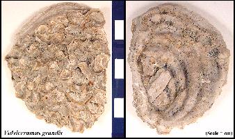 v_granda.jpg (22796 bytes)