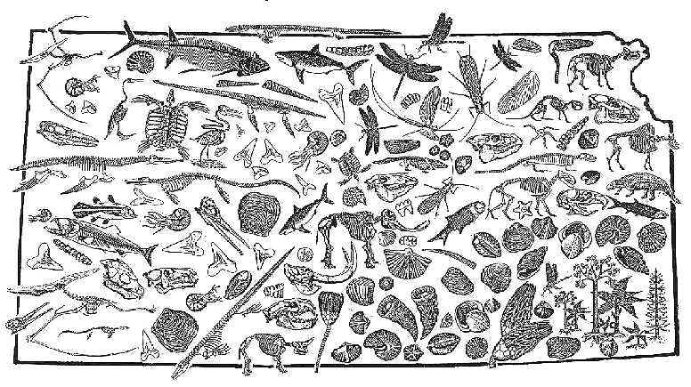 ksfossil.jpg (103915 bytes)
