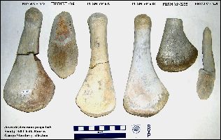 JuvPropod1a.jpg (18049 bytes)