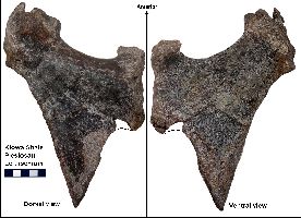 Ischium6a.jpg (16737 bytes)