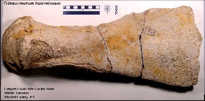 Trinacro1a.jpg (26241 bytes)