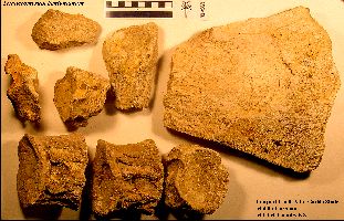 Trinacro2a.jpg (24618 bytes)