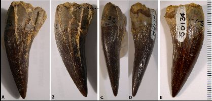 UNSM1195-Tooth1c.jpg (23798 bytes)