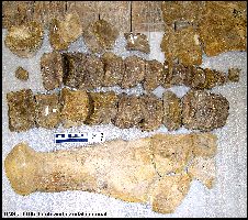 UNSM1195-caudala.jpg (21802 bytes)