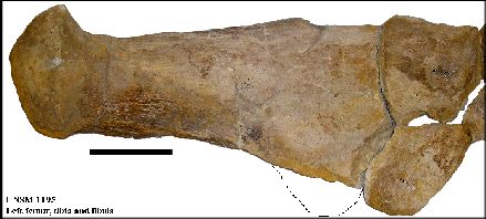 UNSM1195_LFemur1a.jpg (23430 bytes)