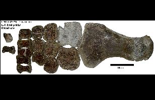 UNSM49036-LPadDa.jpg (14678 bytes)