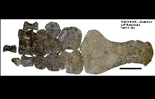 UNSM49036-LPadVa.jpg (14818 bytes)
