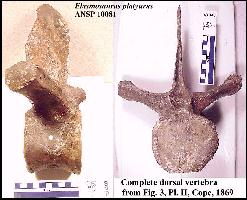 an10081a.jpg (14771 bytes)