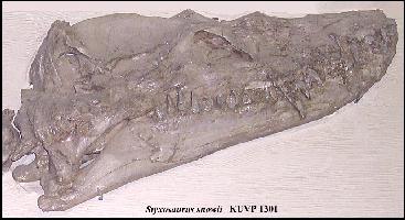 ku-1301a.jpg (19091 bytes)