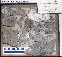 ku-1328a.jpg (16854 bytes)