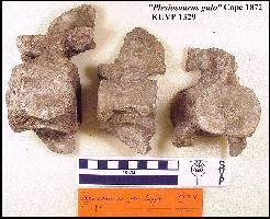 ku-1329a.jpg (16273 bytes)