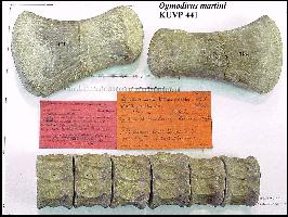 ku-441a.jpg (17778 bytes)
