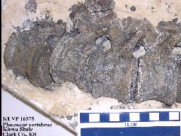 ku16375a.jpg (18348 bytes)