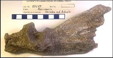 ku85289a.jpg (23707 bytes)