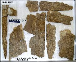 un50136a.jpg (17662 bytes)
