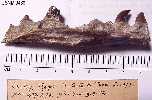 9438-2a.jpg (4270 bytes)