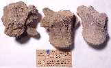 asnm9235.jpg (3795 bytes)