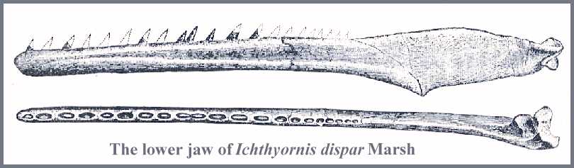 ichthy05.jpg (29229 bytes)