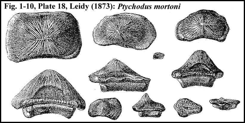 leidy18a.jpg (81752 bytes)
