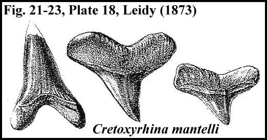 leidy18b.jpg (30483 bytes)