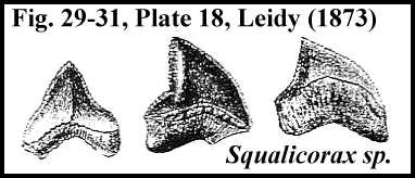 leidy18c.jpg (13387 bytes)