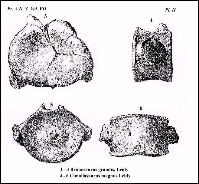 liedy-2a.jpg (78535 bytes)