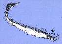 clidasta.jpg (2120 bytes)