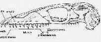 skulla.jpg (4773 bytes)