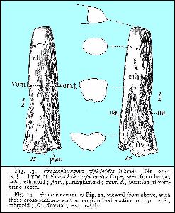 AMNH FF2131a.jpg (27186 bytes)